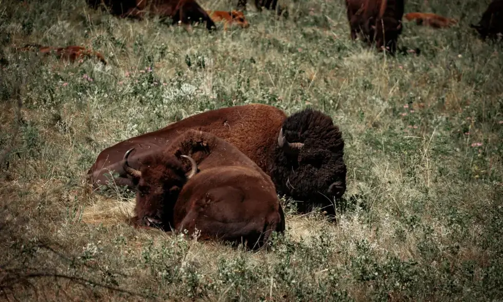 Purchasing an Austrian E-Vignette in 2024