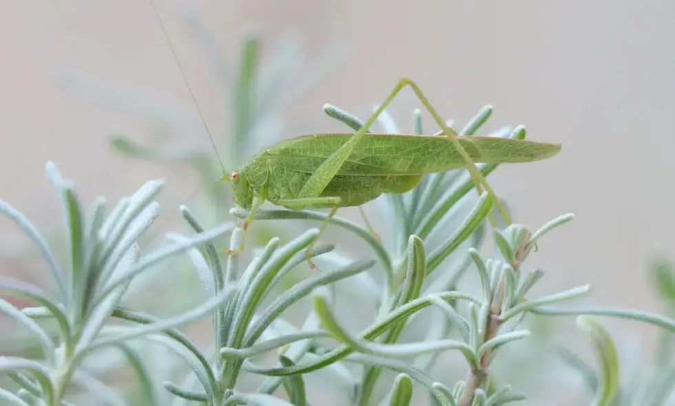 Bulgarien: Auf den Autobahnen Verfügbare Wunder