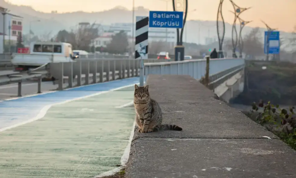 Slowenische Vignette 2025: Einkaufsleitfaden