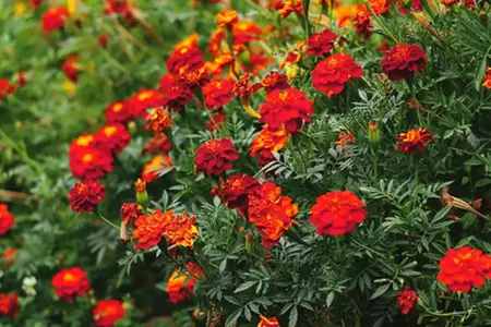 Купля вiньеткi для аўтамагістраляў Балгарыi