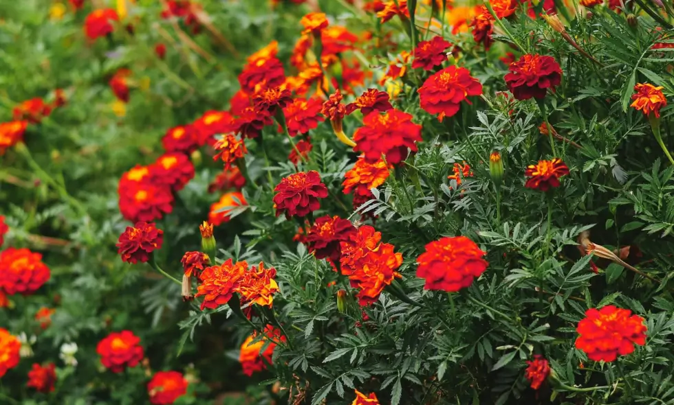 Купля вiньеткi для аўтамагістраляў Балгарыi