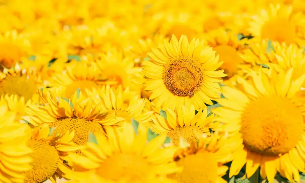 Reiseziele auf den ungarischen Autobahnen