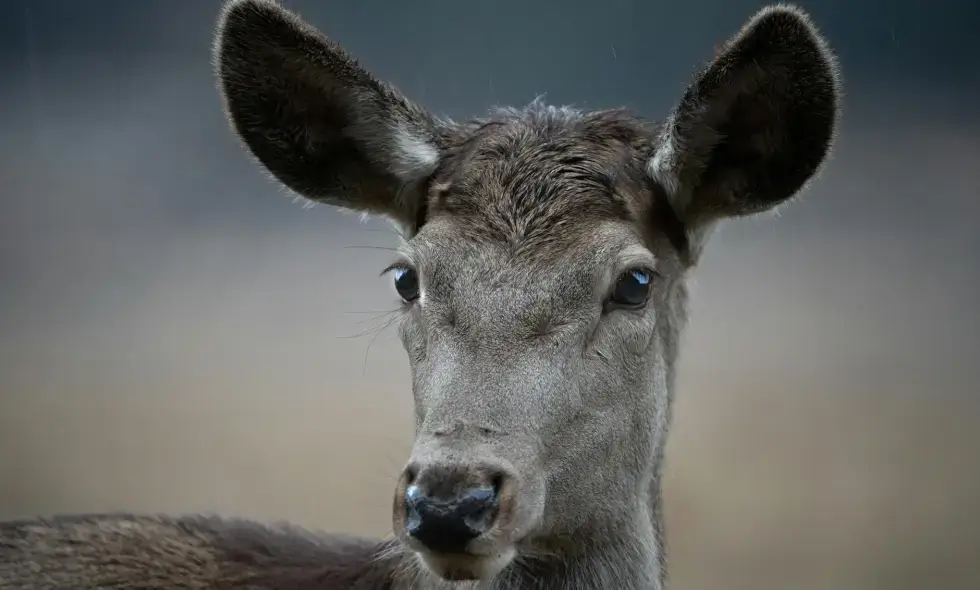През румънските магистрали: възможности за пътуване с винетка