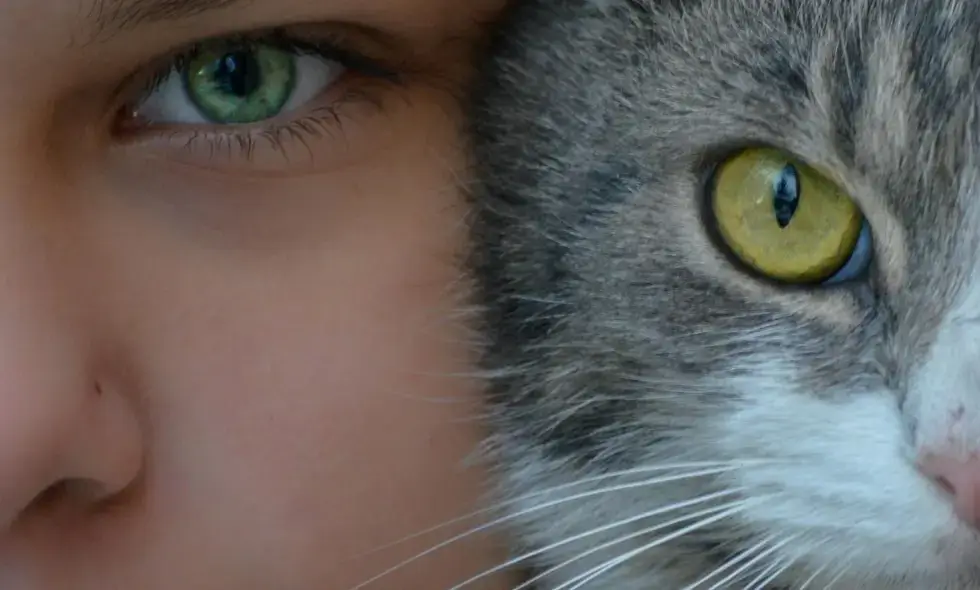 Откриване на магистралите на Румъния