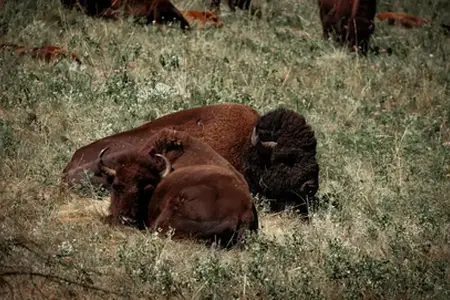 Acquisto della Vignetta Autostradale per l'Austria nel 2024