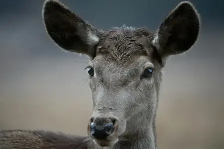 Unterwegs auf den Autobahnen Rumäniens: Reisemöglichkeiten mit Vignette